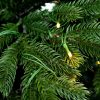 Artificial Christmas Tree Exclusive Spruce PE LED