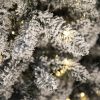 Artificial Christmas Tree Nordic Spruce LED